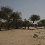 oman018